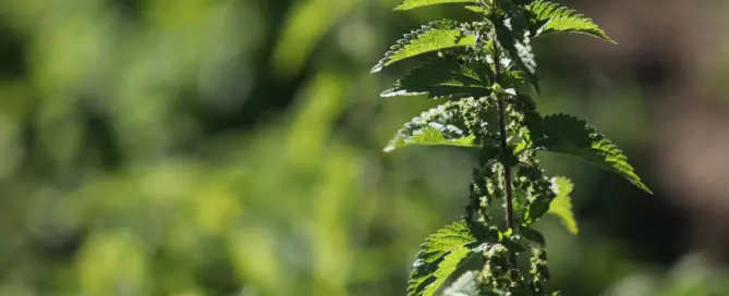 Stinging Nettle plant in the field