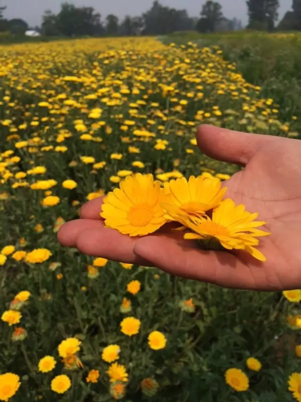organic herb farm tour