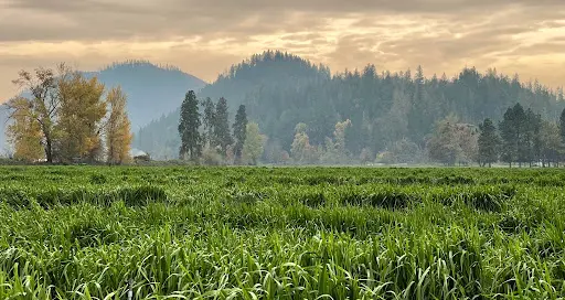 Oshala Farm, Applegate Valley, Oregon ~