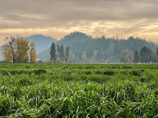 Oshala Farm, Applegate Valley, Oregon ~