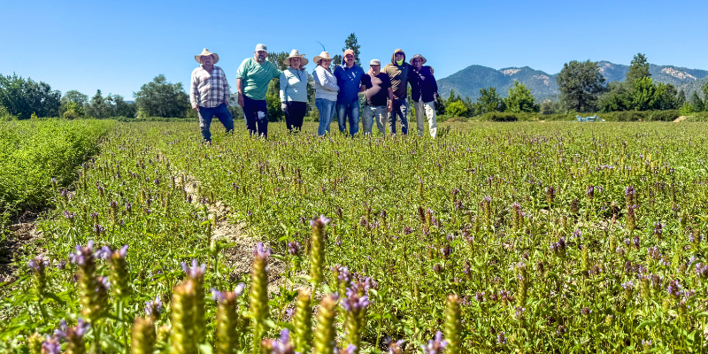 Self Heal herb harvest at Oshala Farm