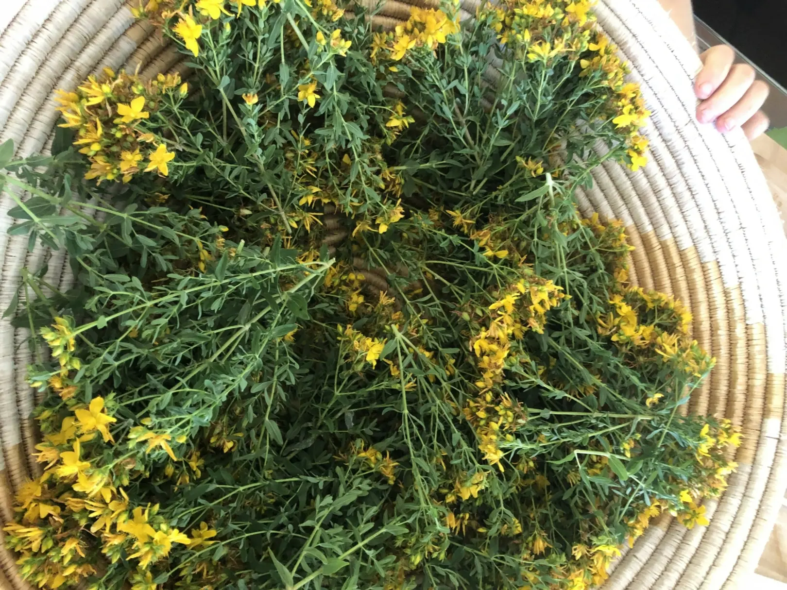 organic St. John's Wort