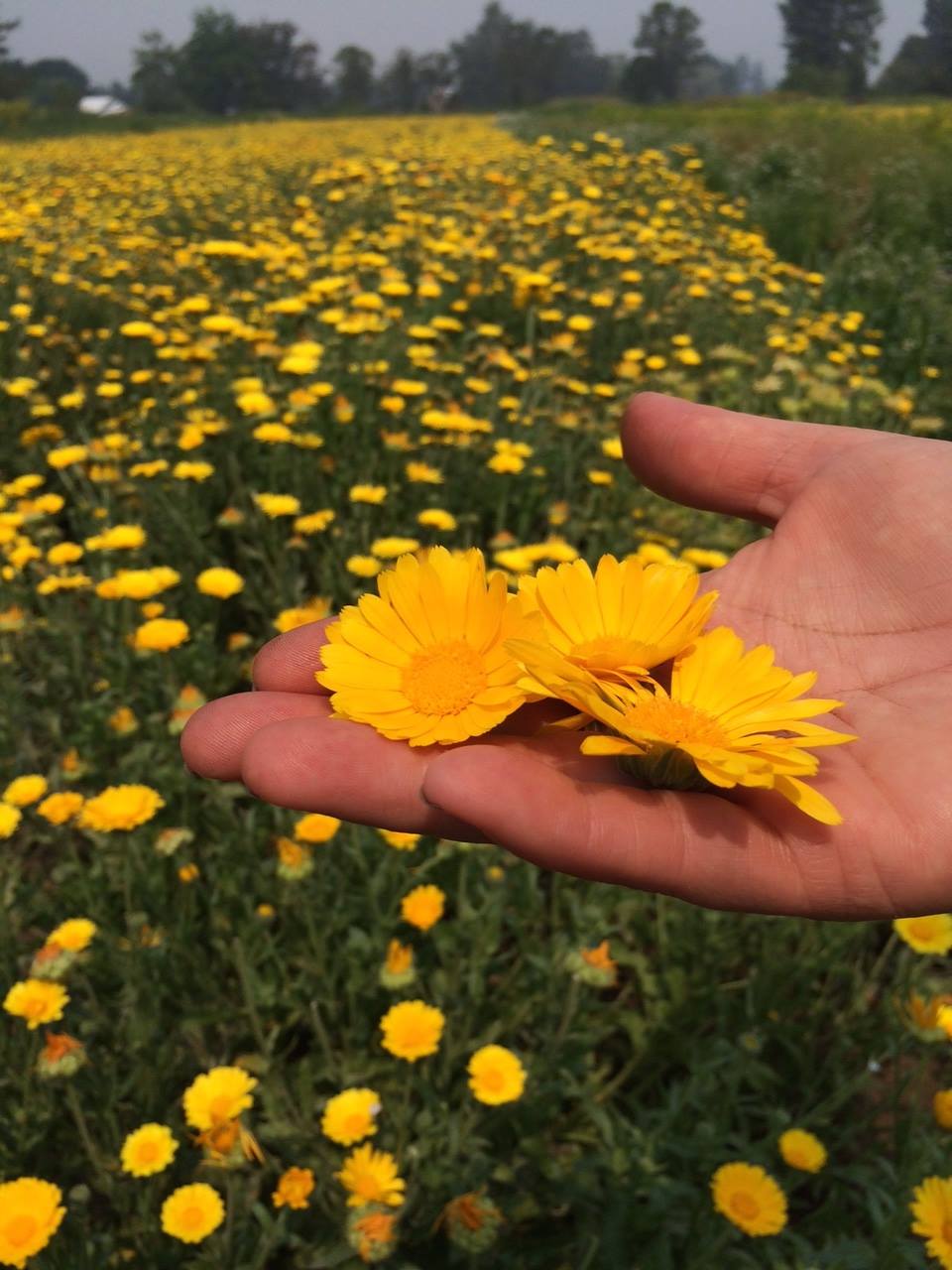 Farmer's hand holding flowers