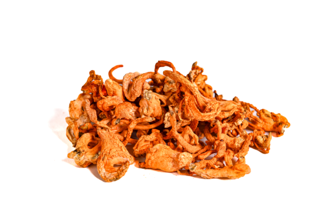 Cordyceps Militaris Fruiting Bodies