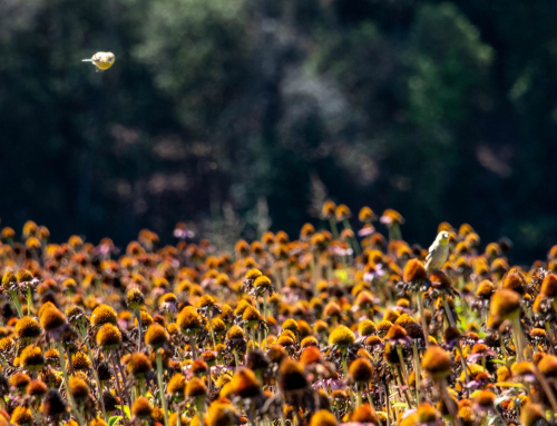 Dirt On The Farm: August 2026 – Angry August?