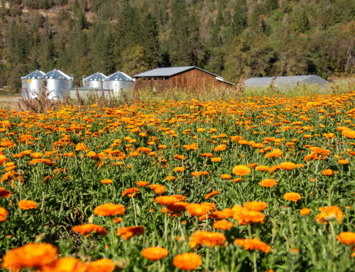 Oshala Farm Rebuilding Update #1: Four Days After the Fire
