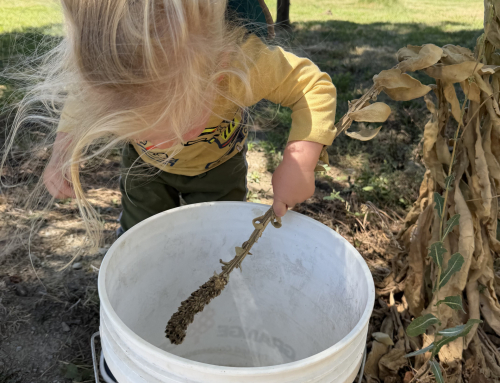 One Month After The Fire: What Is A Farm Without Seed?