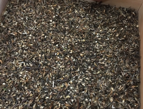 Winnowing Seeds for Planting
