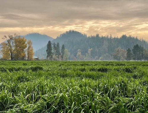 Introducing the Oshala Farm Collaborative | A New Model for Organic Herb Sourcing