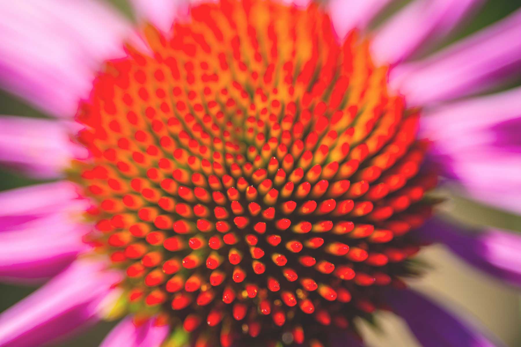 Oshala Farm - Echinacea