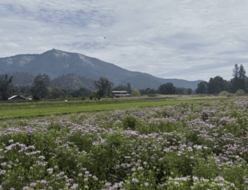 Two Weeks After the Fire: Oshala Farm Rebuilding Update #2