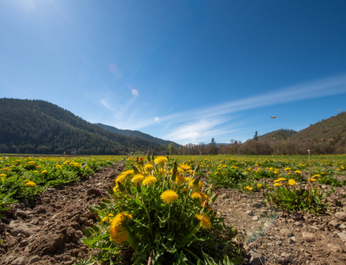 Grown Here, Roasted Roots- March 2026