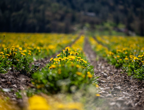 Grown Here, Roasted Roots- March 2026